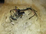 Mercury 90HP 2 Stroke Outboard Engine Wiring Harness (84-850046A1). Fixed Price $50.00.