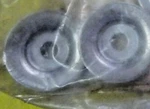 Pack Of Genuine Mercury Quicksilver 12-80638M Washer New Factory Boat Parts. Fixed Price $6.99.