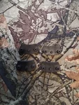 18644 Bumper ( Flywheel ) Lot Of Mercruiser. Fixed Price $18.00.