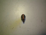 Evinrude/johnson/omc #311996 Knob, Free Freight. Fixed Price $19.95.