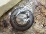 Develon Doosan Daewoo Shaft Seal, Part NO.0734-310-266. Fixed Price $199.00.