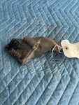 Alternator Bracket Mercruiser 54464 61859,FORD V8 888 188HP 5.0L 302 5.8L 351. Fixed Price $35.00.